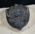 Bargain Metacanthina (Asteropyge) Trilobite - #13743-4